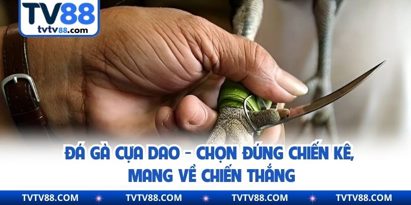 Đá Gà Cựa Dao - Chọn Đúng Chiến Kê, Mang Về Chiến Thắng