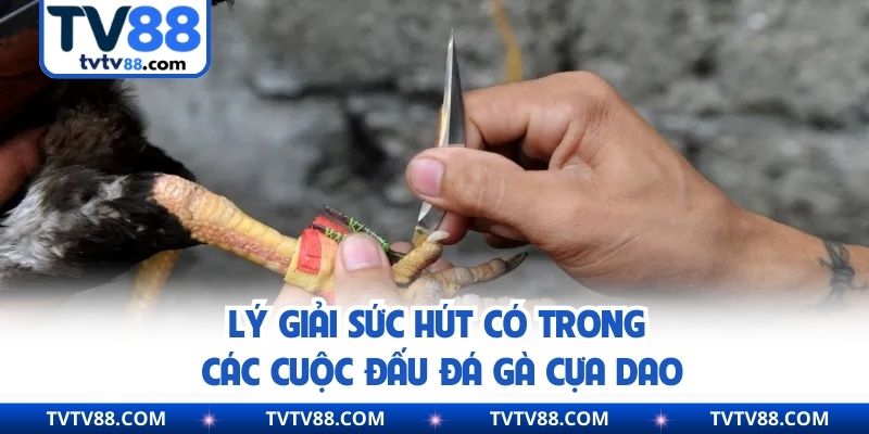 Lý giải sức hút có trong các cuộc đấu đá gà cựa dao