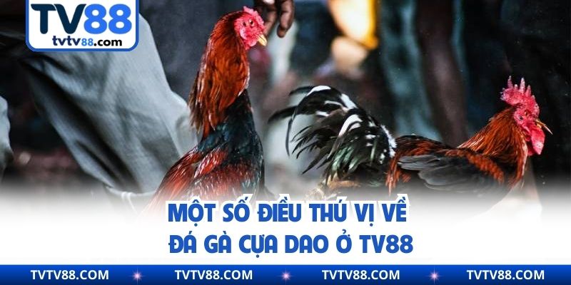 Một số điều thú vị về đá gà cựa dao ở TV88