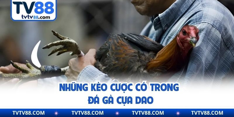 Những kèo cược có trong đá gà cựa dao